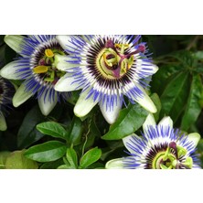 Tüplü Mavi Çiçekli Kokulu Passiflora Ağacı Fidanı