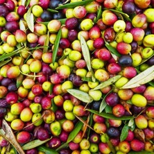 Yayla Tarım 4 Adet Zeytin Fidanı Arbeguina Yağlık Bodur Zeytin Tüplü 90 Cm 2 Yaşında.12 Ay Dikim