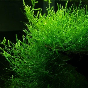 Betta Didyma Java Moss 5x5 Paslanmaz Tele Dolgun Sarım 10'lu Paket