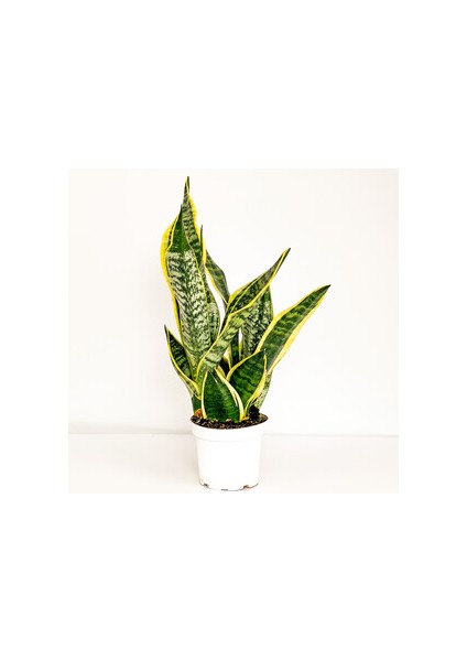 Bodur Paşa Kılıcı-Sansevieria Laurentii Superba-20-30 Cm-Tek Köklü