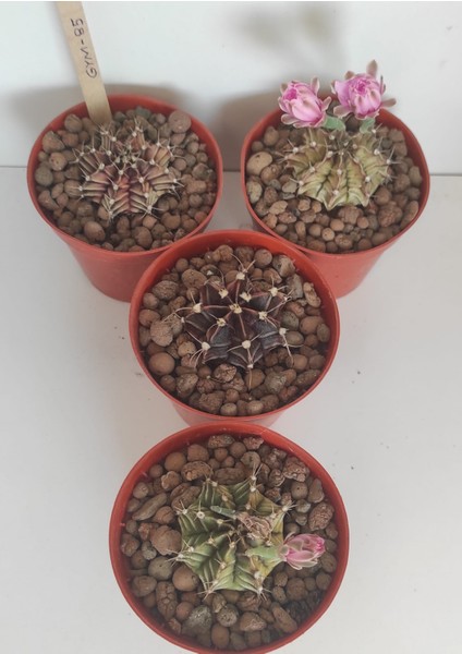 Dörtlü Gymnocalycium Mihanovichii Set