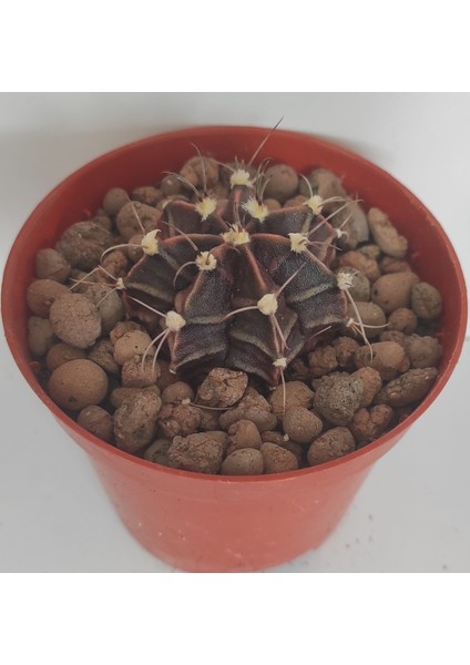 Dörtlü Gymnocalycium Mihanovichii Set