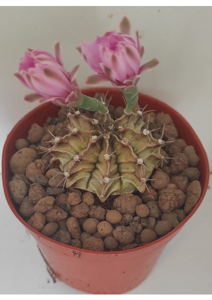 Dörtlü Gymnocalycium Mihanovichii Set