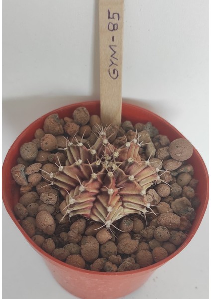 Dörtlü Gymnocalycium Mihanovichii Set