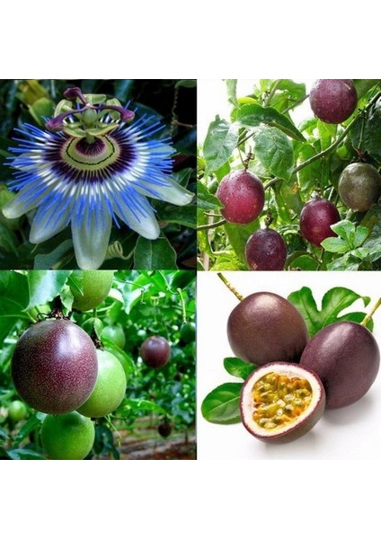 Tüplü Mavi Çiçekli Kokulu Passiflora Ağacı Fidanı