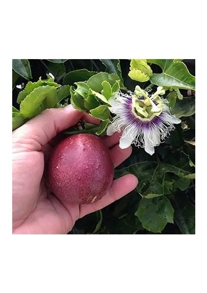Tüplü Mavi Çiçekli Kokulu Passiflora Ağacı Fidanı