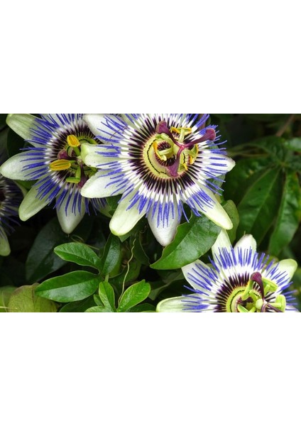 Tüplü Mavi Çiçekli Kokulu Passiflora Ağacı Fidanı
