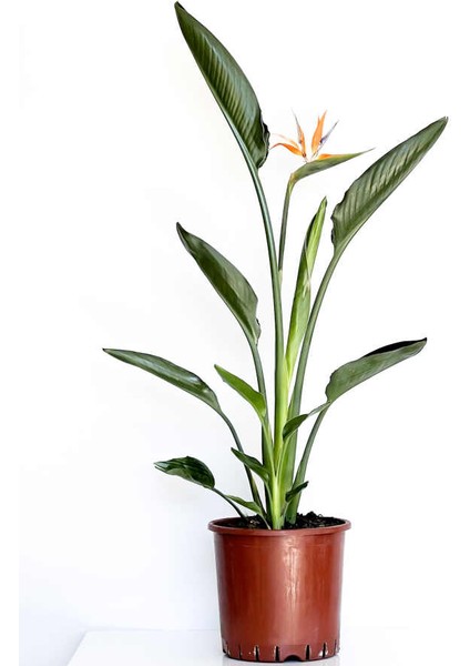 Starliçe Reginae - Cennet Kuşu (Strelitzia Reginae) 60-80CM