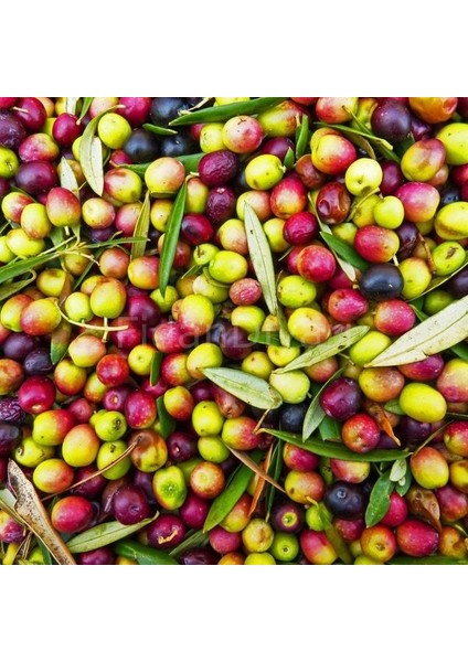 Yayla Tarım 4 Adet Zeytin Fidanı Arbeguina Yağlık Bodur Zeytin Tüplü 90 Cm 2 Yaşında.12 Ay Dikim