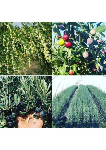 Yayla Tarım Zeytin Fidanı Arbeguina Yağlık Bodur Zeytin Tüplü 90 Cm 2 Yaşında.12 Ay Dikim