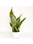 Bodur Paşa Kılıcı-Sansevieria Laurentii Superba-20-30 Cm-Tek Köklü 1