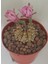 Dörtlü Gymnocalycium Mihanovichii Set 3