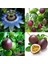Tüplü Mavi Çiçekli Kokulu Passiflora Ağacı Fidanı 1