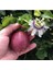 Tüplü Mavi Çiçekli Kokulu Passiflora Ağacı Fidanı 2