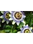 Tüplü Mavi Çiçekli Kokulu Passiflora Ağacı Fidanı 3