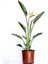 Starliçe Reginae - Cennet Kuşu (Strelitzia Reginae) 60-80CM 1