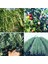 Yayla Tarım Zeytin Fidanı Arbeguina Yağlık Bodur Zeytin Tüplü 90 Cm 2 Yaşında.12 Ay Dikim 1