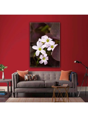 SML Tablo Makro Çekim Beyaz Çiçek Manzara Doğa Kanvas Tablo