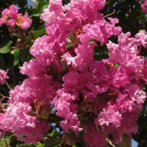 Pembe Oya Ağacı Fıdanı 80 cm Saksılı