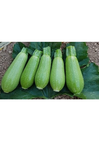 Mini Kabak 500 gr