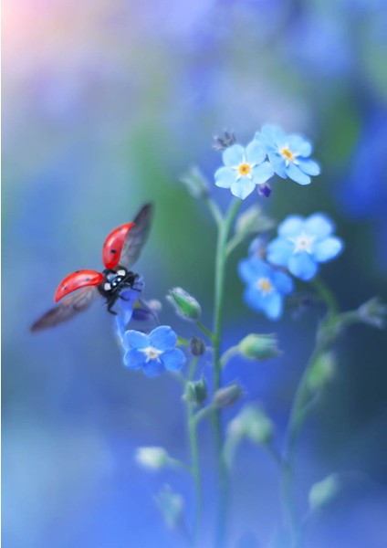 Dikey Karne Kabı ( 24 Ad)