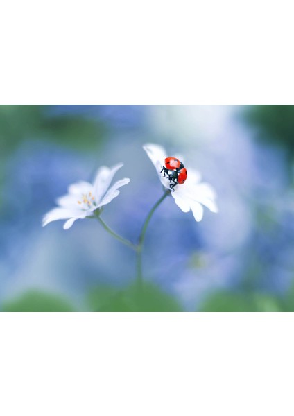 Yatay Karne Kabı ( 24 Ad)