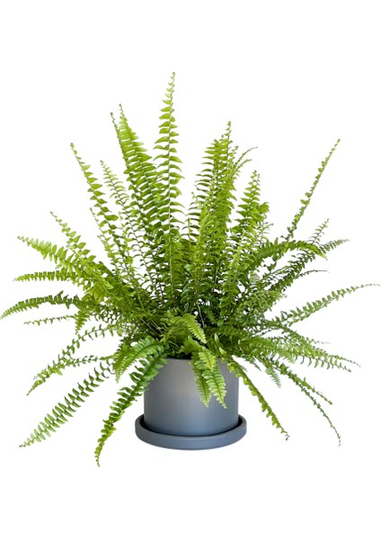 Aşk Merdiveni Nephrolepis Gri Ruby Saksılı