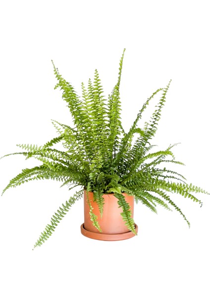 Aşk Merdiveni Nephrolepis Terra Cotta Ruby Saksılı
