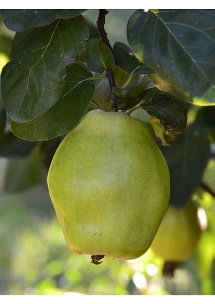 Saksılı Ayva Fidanı