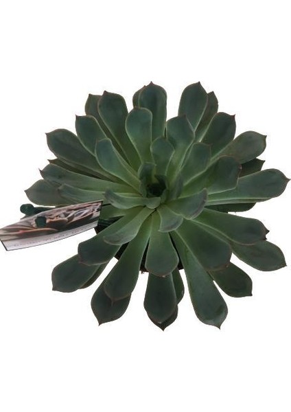 Echeveria Violet (Büyük Boy Sukulent)