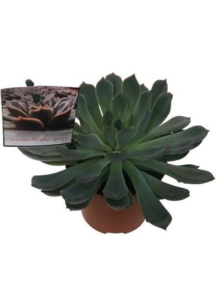 Echeveria Violet (Büyük Boy Sukulent)