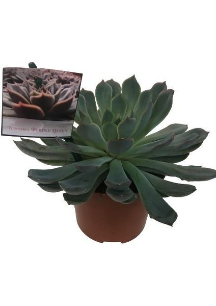 Echeveria Violet (Büyük Boy Sukulent)