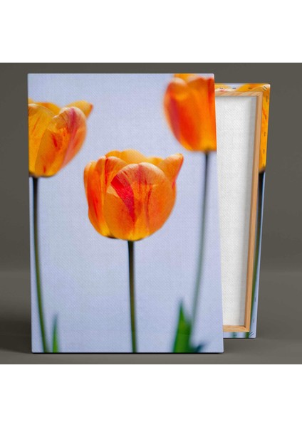 Gelincik Makro Çekim Dekoratif Modern Kanvas Tablo fiyatları