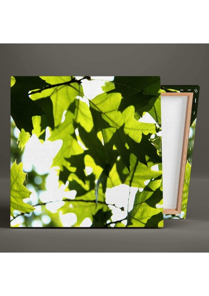 Makro Çekim Yeşil Yaprak Doğa Orman Manzara Kanvas Tablo fiyatları