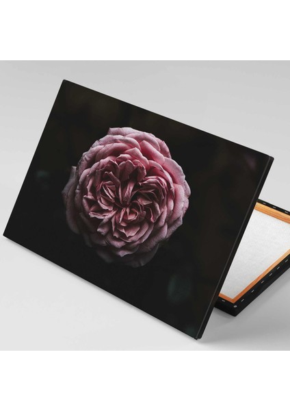 Sanatsal Gül Yaprakları Rose Kanvas Tablo fiyatları