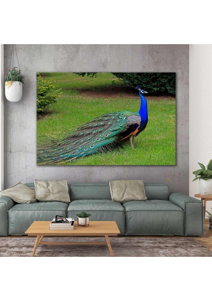 Mavi Tavus Kuşu Kanatları Kapalı Asalet Hayvan Manzara Doğa Kanvas Tablo