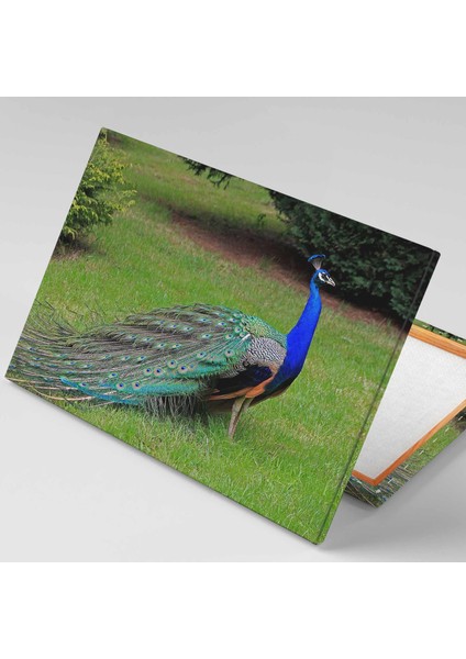 Mavi Tavus Kuşu Kanatları Kapalı Asalet Hayvan Manzara Doğa Kanvas Tablo fiyatları