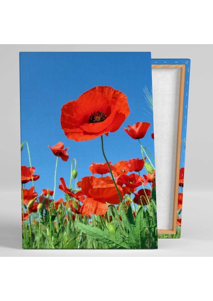 Gelincik Çiçeği Doğa Manzara Yakın Çekim Kanvas Tablo fiyatları