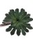 Echeveria Violet (Büyük Boy Sukulent) 1