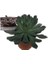 Echeveria Violet (Büyük Boy Sukulent) 2