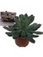 Echeveria Violet (Büyük Boy Sukulent) 3
