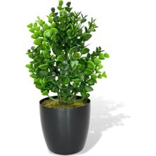 Nettenevime Yapay Çiçek Siyah Saksıda Jumbo Şimşir Dekoratif Süs Çiçeği