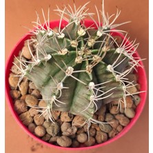 Pagoda Gymnocalycium Mihanovichii Kaktüs