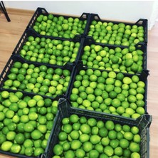 Lemoncuk Lime (Brezilya) -4.5 kg