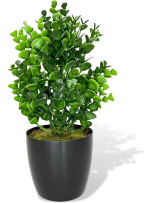 Nettenevime Yapay Çiçek Siyah Saksıda Jumbo Şimşir Dekoratif Süs Çiçeği