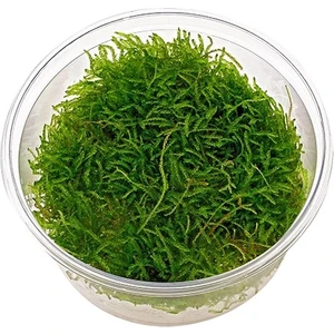 Ege Akvaryum Java Moss Kap Içinde