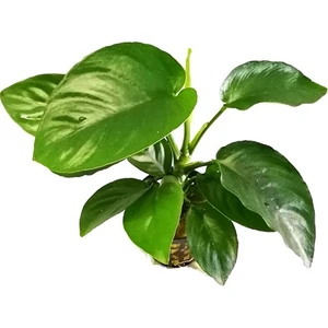 Ege Akvaryum Anubias Barteri 15 cm 5-7 Yapraklı