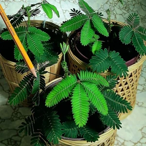 Küstüm Çiçeği (Mimosa Pudica)