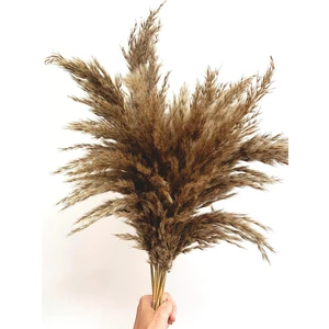 Dekoratif 7'li Doğal Pampas 100CM Boyunda Dökülmez