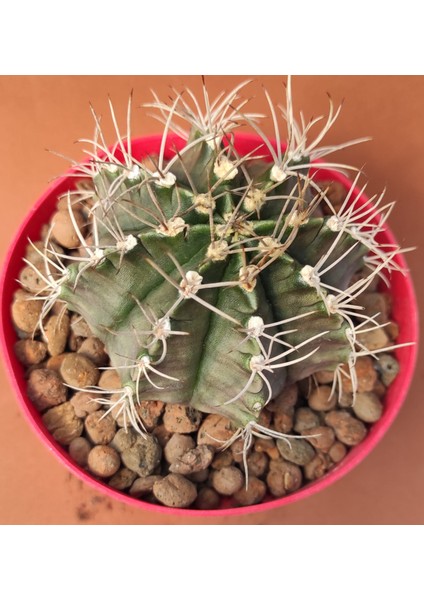 Gymnocalycium Mihanovichii Kaktüs